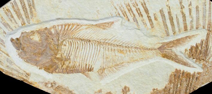 Inch Diplomystus Fossil - Wyoming #4649